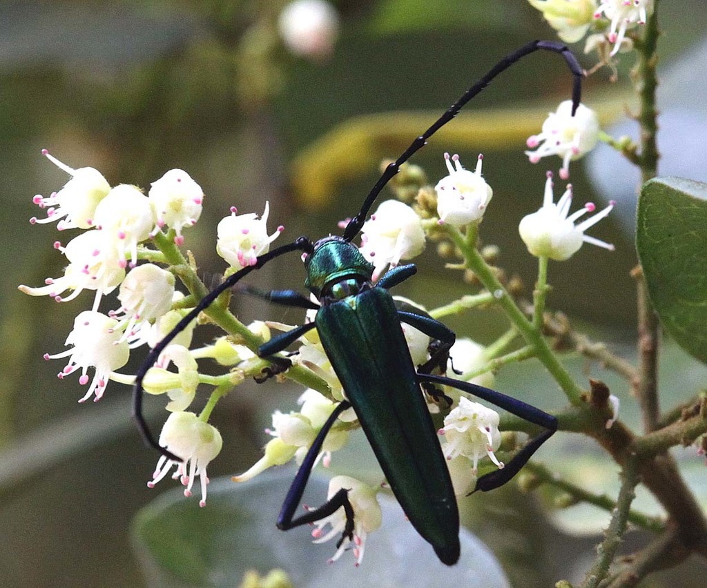 Polyzonus prasinus
