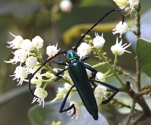 Polyzonus prasinus
