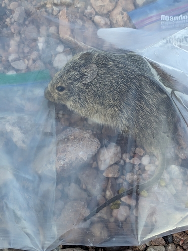 Hispid Cotton Rat