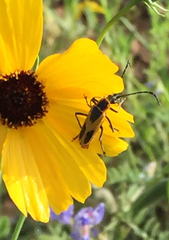 Chauliognathus scutellaris