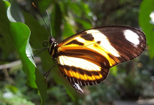 Ethilia Longwing