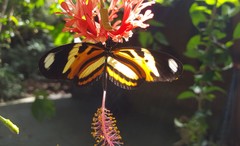 Heliconius ethilla narcaea