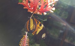 Heliconius ethilla narcaea