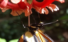 Heliconius ethilla narcaea