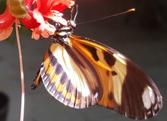Heliconius ethilla narcaea