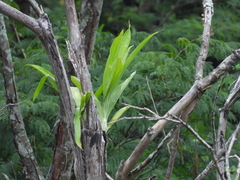 Catasetum pendulum, photograph author not stated, no rights reserved