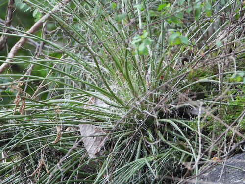 Agave ornithobroma