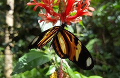 Heliconius ethilla narcaea