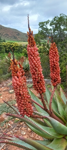 Aloe ferox