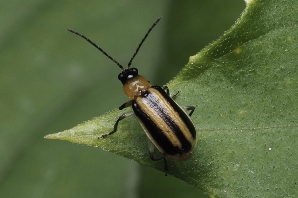 Acalymma gouldi