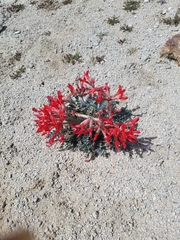 Astragalus coccineus