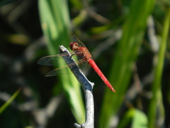 Orthemis nodiplaga