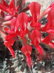 Astragalus coccineus
