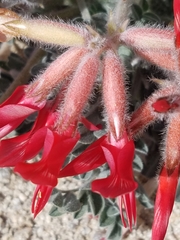 Astragalus coccineus