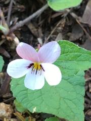 Viola ocellata