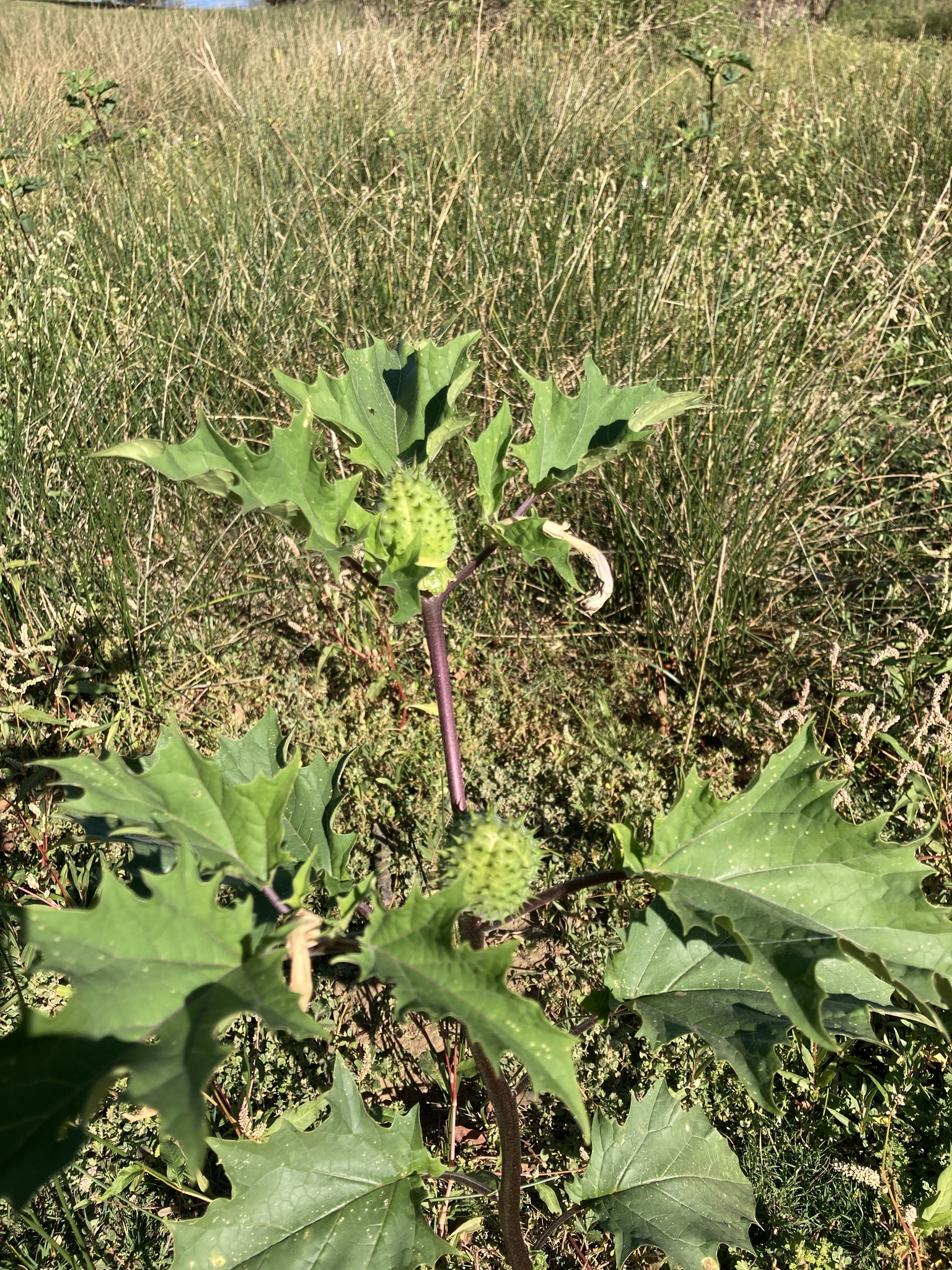 Datura stramonium