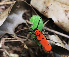 Rosalia decempunctata