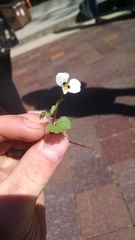 Viola ocellata