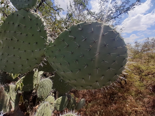 Image of Opuntia streptacantha by (c) Aarón Misael Carpio Dávila, some rights reserved (CC BY)