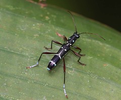 Sclethrus stenocylindrus