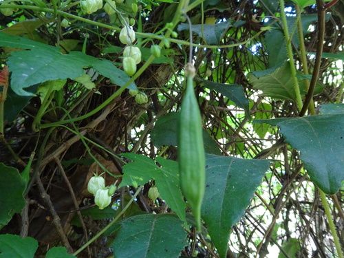 Cucumber pod creeper (Ceratiosicyos laevis)
