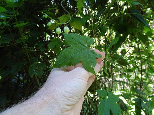 Cucumber pod creeper (Ceratiosicyos laevis)