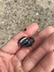 Acanthinucella spirata