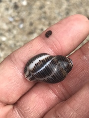 Acanthinucella spirata