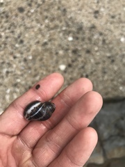 Acanthinucella spirata