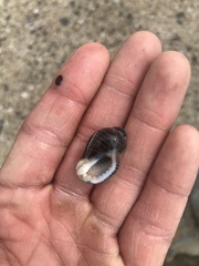 Acanthinucella spirata