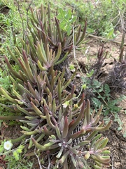 Dudleya attenuata