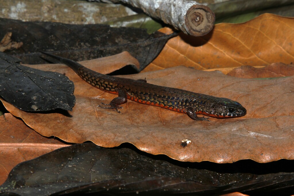 Yellowbelly Arthrosaura