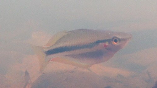 Banded rainbowfish (Melanotaenia trifasciata) — Melanotaeniidae