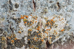 Athallia pyracea