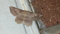 Euchlaena deplanaria