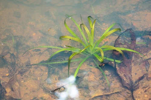 Roundfruit blyxa (Blyxa aubertii)