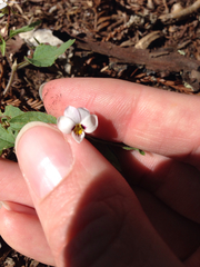 Viola ocellata