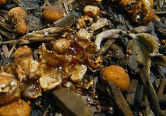 Nidularia deformis