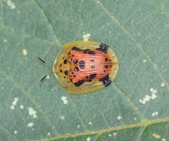 Laccoptera hospita