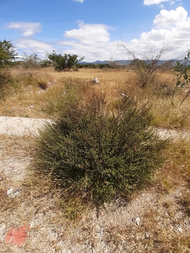 Image of Brickellia veronicifolia by (c) Aarón Misael Carpio Dávila, some rights reserved (CC BY)
