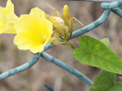 Camonea umbellata