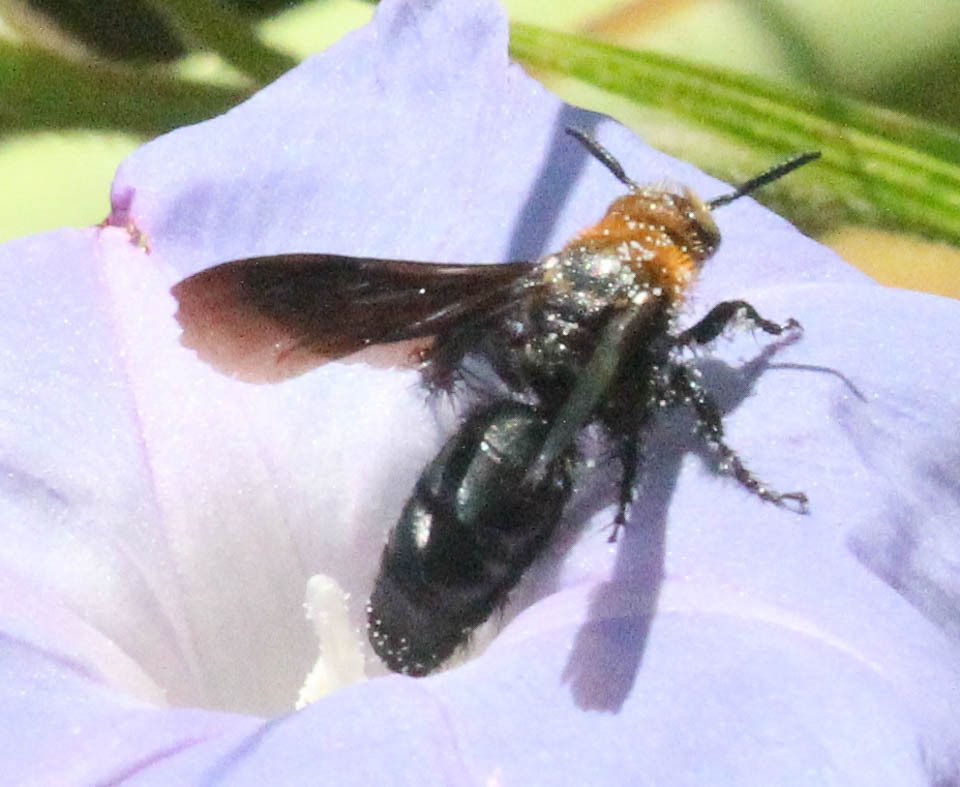 Campsomeriella caelebs from Ugu District Municipality, South Africa on