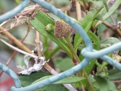 Spilanthes urens