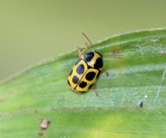 Cryptocephalus triangularis