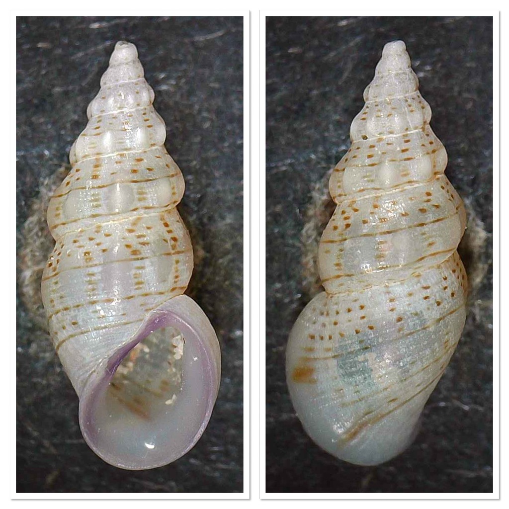 Spire-shells