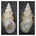 Spire-Shells - Photo (c) mathijs_zonneveld, some rights reserved (CC BY-NC)