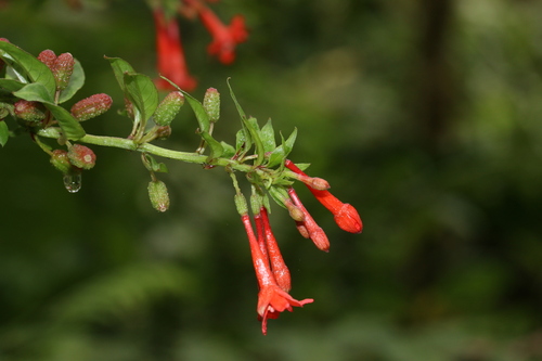 Fuchsia orientalis (Fuchsia orientalis)