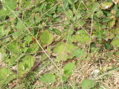 Polistes dorsalis