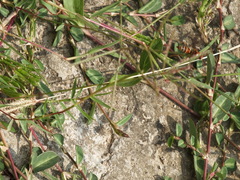 Polistes dorsalis