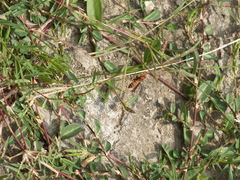 Polistes dorsalis